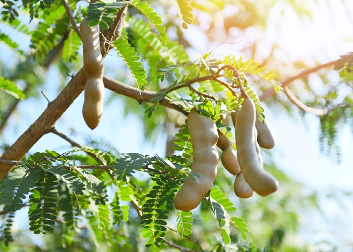 タマリンド果実